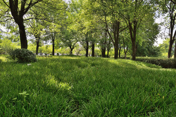 森林公園