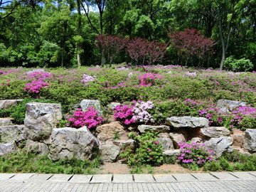 磨山杜鵑園