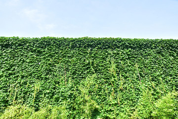 爬山虎