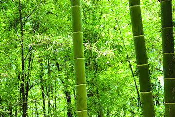 竹林