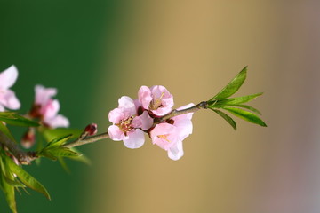 桃花與麥田