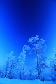月光下的林海雪原霧凇