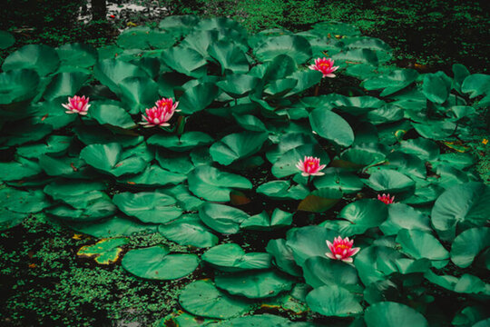 蓮花