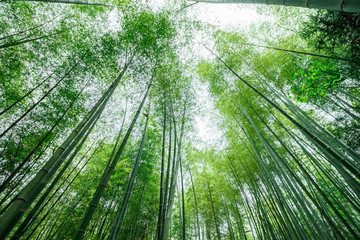竹林素材