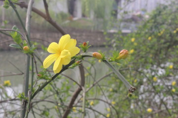 I迎春花