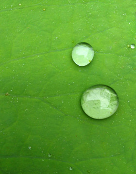 雨后的荷葉高清圖片