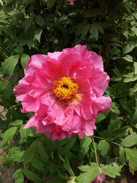 紅色花瓣和黃色花芯