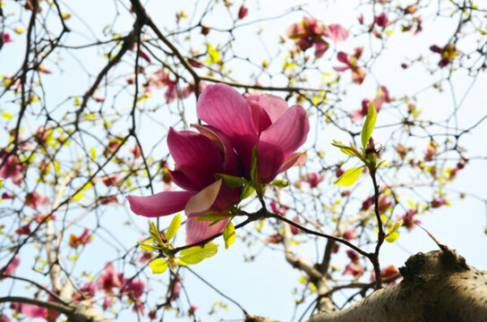 山東泰山岱廟柔光仰視紅玉蘭花