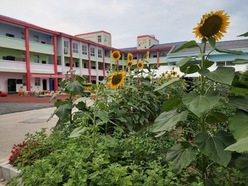 校園夏日向日葵
