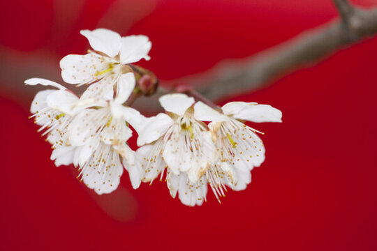 櫻花
