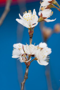 櫻花