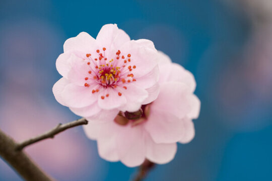 梅花