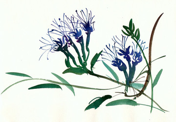 藍(lán)色的花