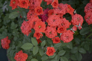 DSC0060微玫瑰