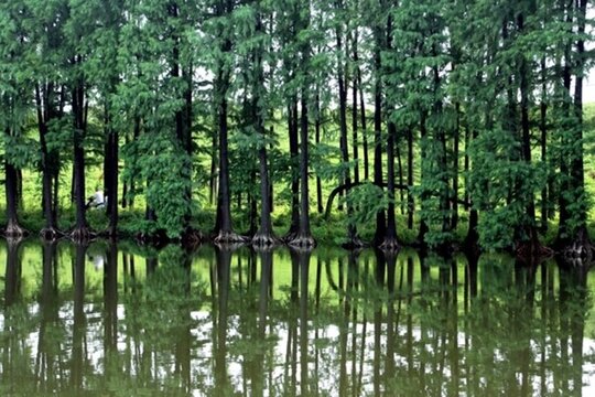 杉樹林