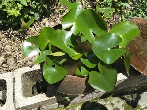植物