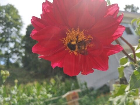 蜜蜂采蜜