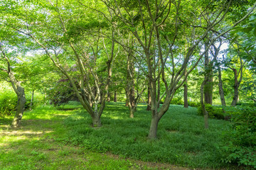 綠樹林