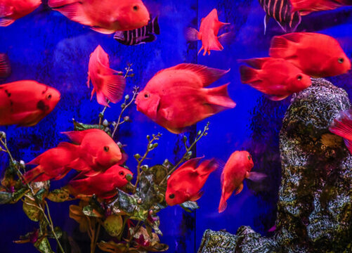 金魚