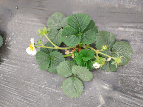 白草莓標本