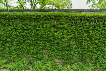 爬山虎綠色植物墻