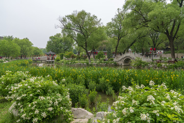 綠色園林公園風景