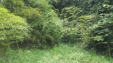 風(fēng)景