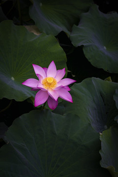 荷花