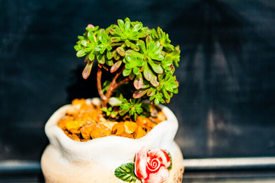 多肉植物