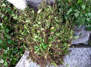 地龍膽草