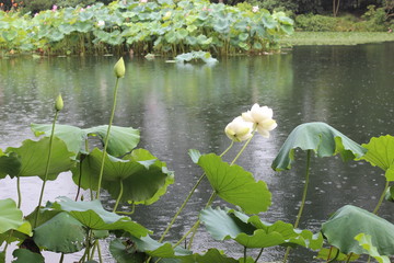 荷花池塘