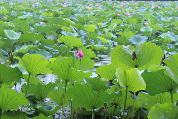 荷花池塘