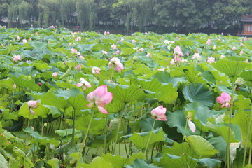 荷花池