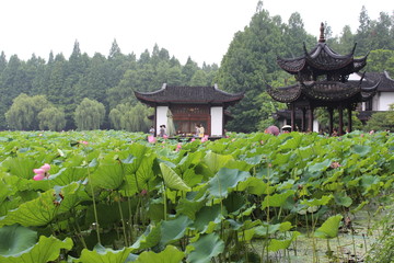 荷花
