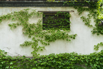 白墻爬山虎