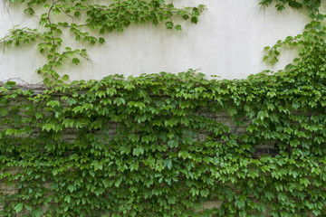 爬山虎綠色植物墻