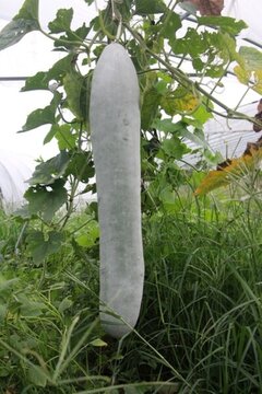 翡翠冬瓜