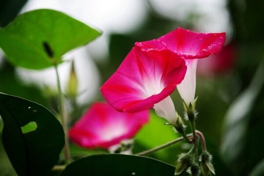 牽牛花