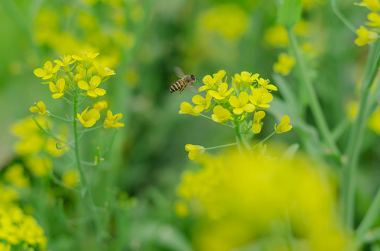 油菜花蜜蜂
