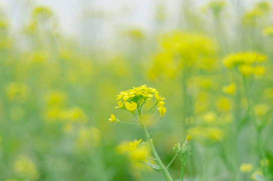 油菜花蜜蜂