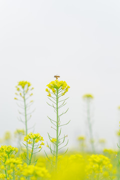 油菜花蜜蜂
