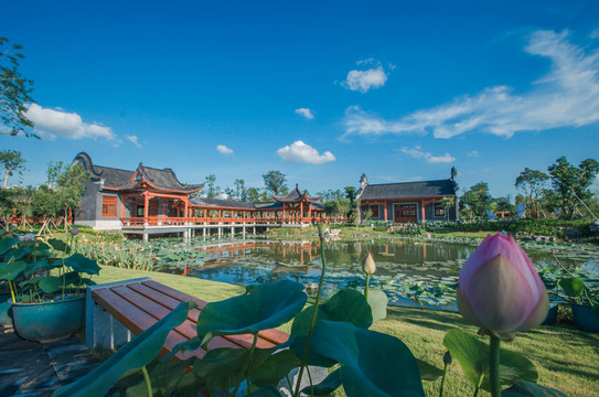 荷花風(fēng)景畫