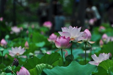夏荷