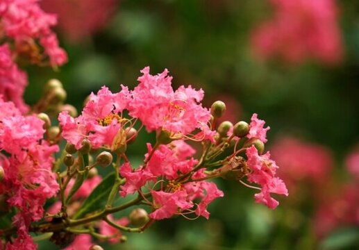 紫薇花