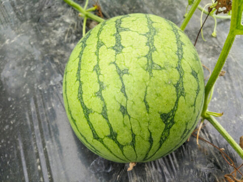 靜物未成熟西瓜