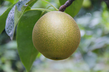 梨樹梨子
