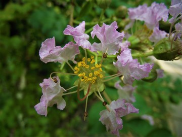 花蕊