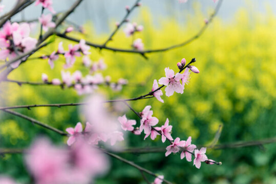 油菜花桃花
