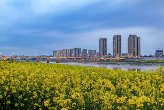 油菜花岷江大橋城市夜景