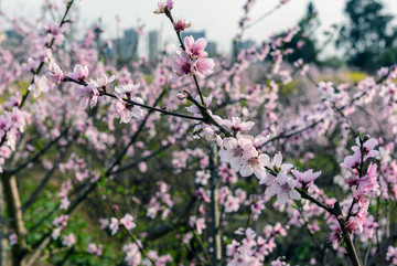 桃花